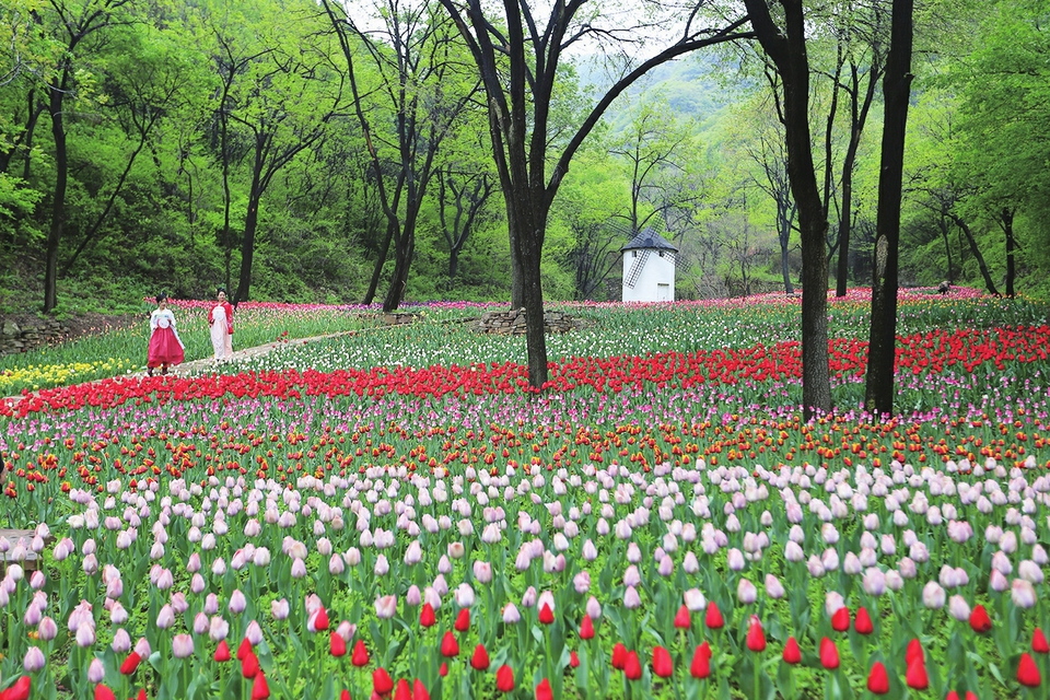 百万郁金香竞相开如诗如画红叶谷