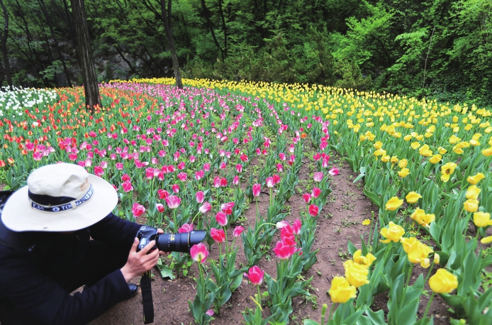 百万郁金香竞相开如诗如画红叶谷