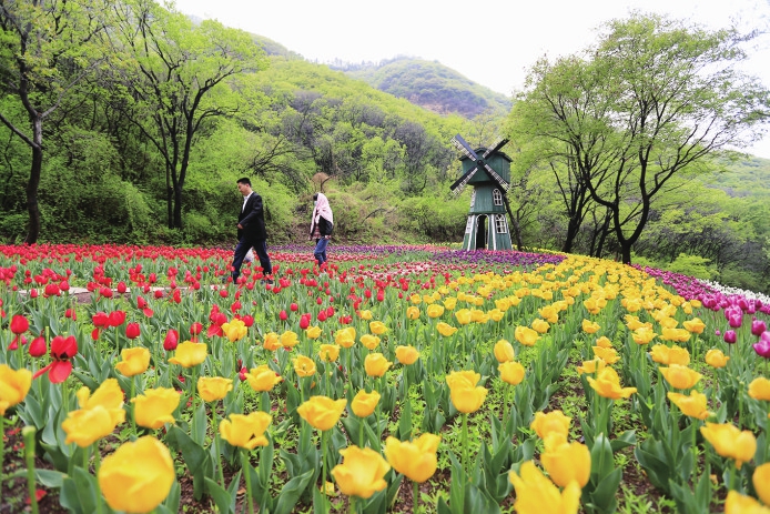 百万郁金香竞相开如诗如画红叶谷