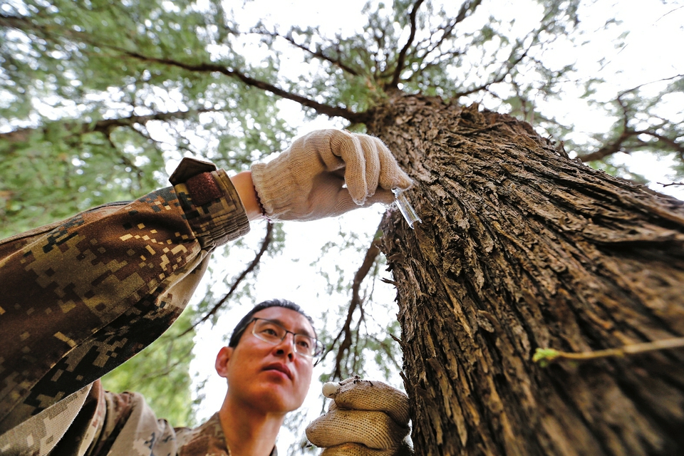 视觉：围剿天牛的虫虫特种队