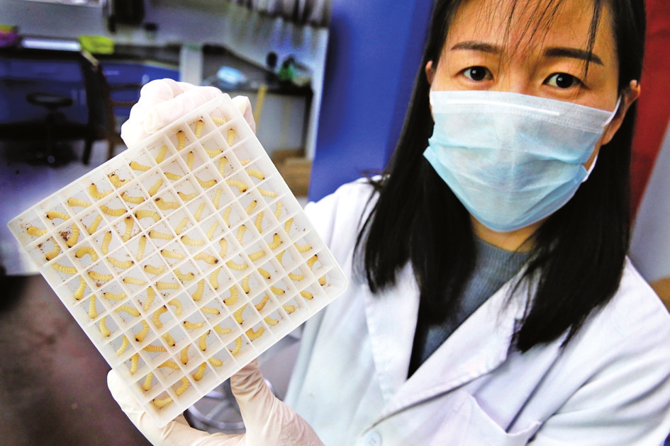 视觉：围剿天牛的虫虫特种队