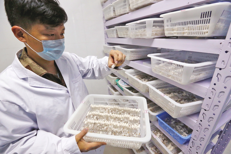 视觉：围剿天牛的虫虫特种队