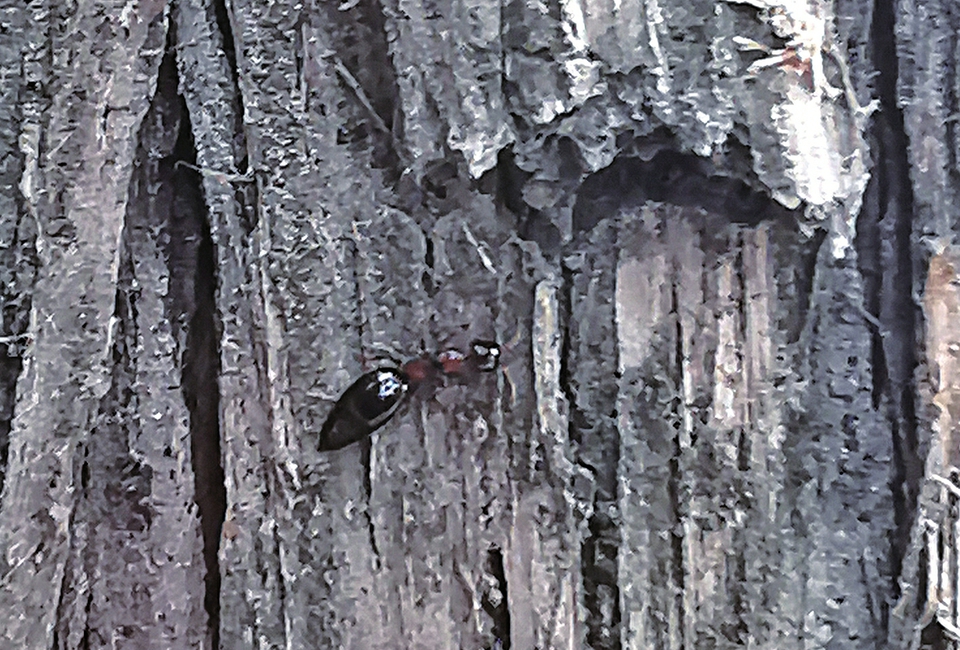 视觉：围剿天牛的虫虫特种队