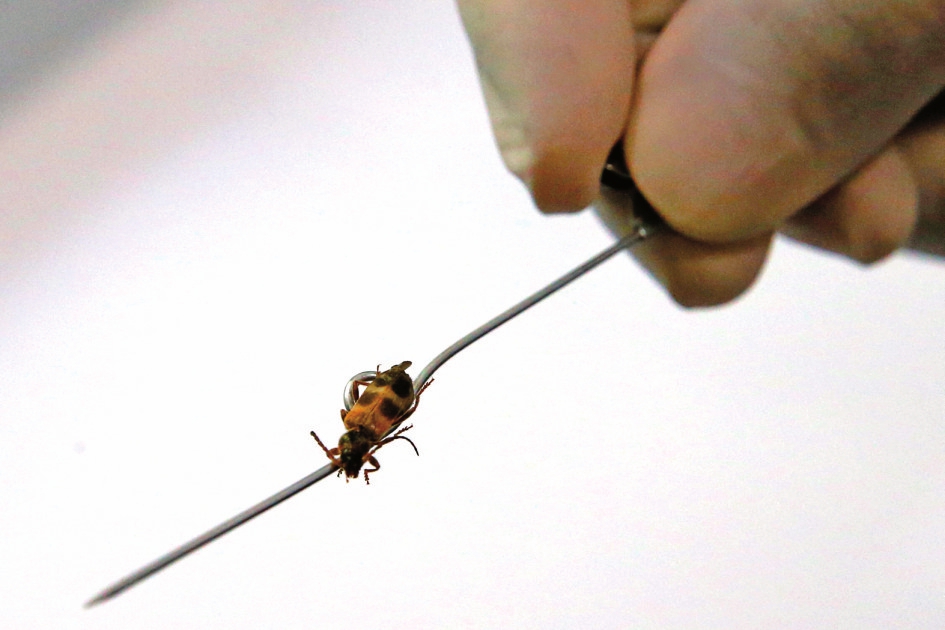 视觉：围剿天牛的虫虫特种队