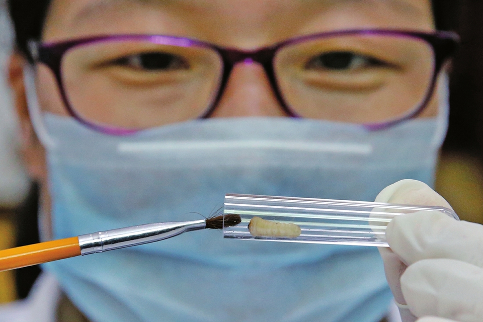 视觉：围剿天牛的虫虫特种队