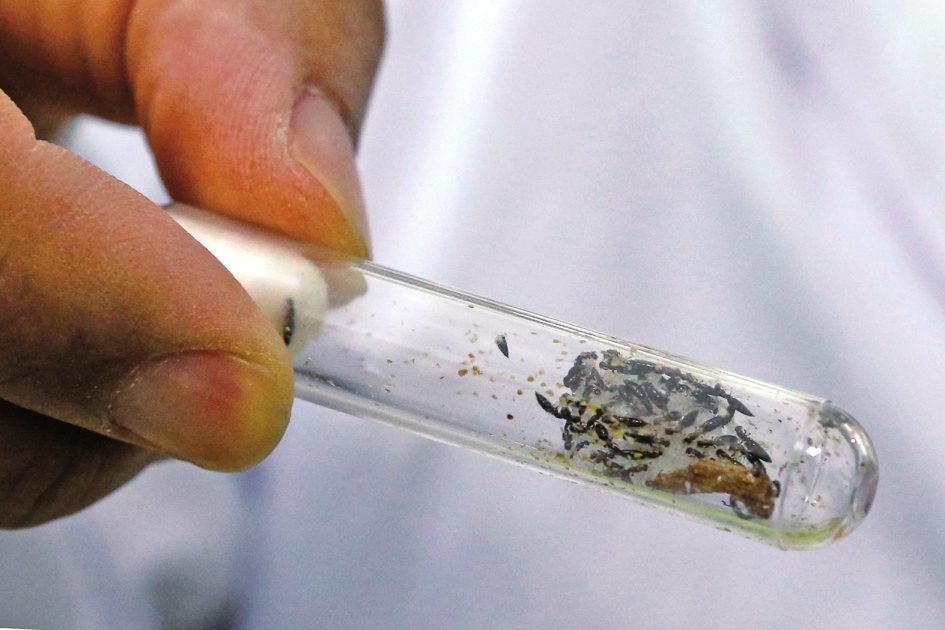 视觉：围剿天牛的虫虫特种队