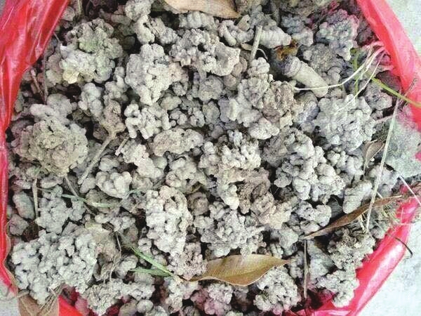 济阳 用小蚯蚓解决环卫难题