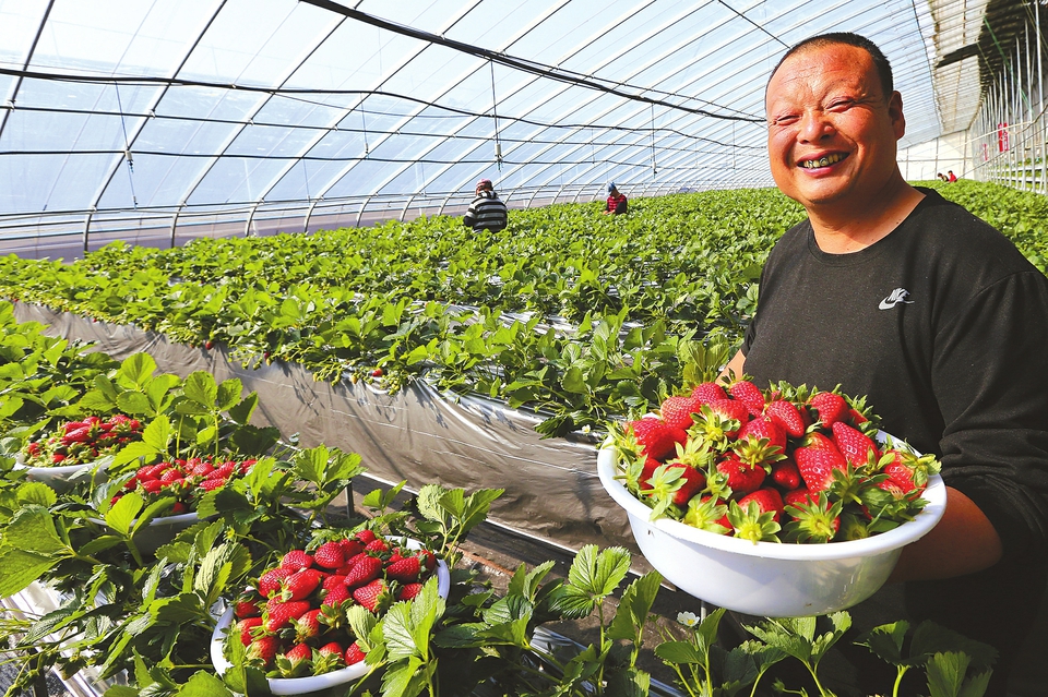 唐王“立体草莓”提前上市