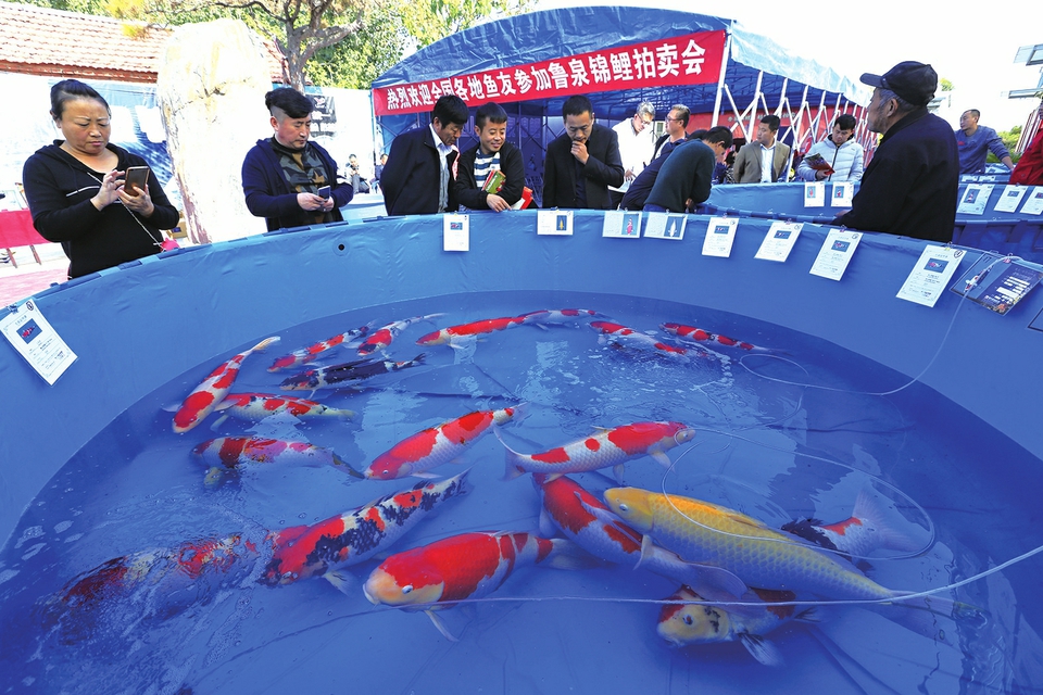 小锦鲤大身价 一尾拍出3.5万元