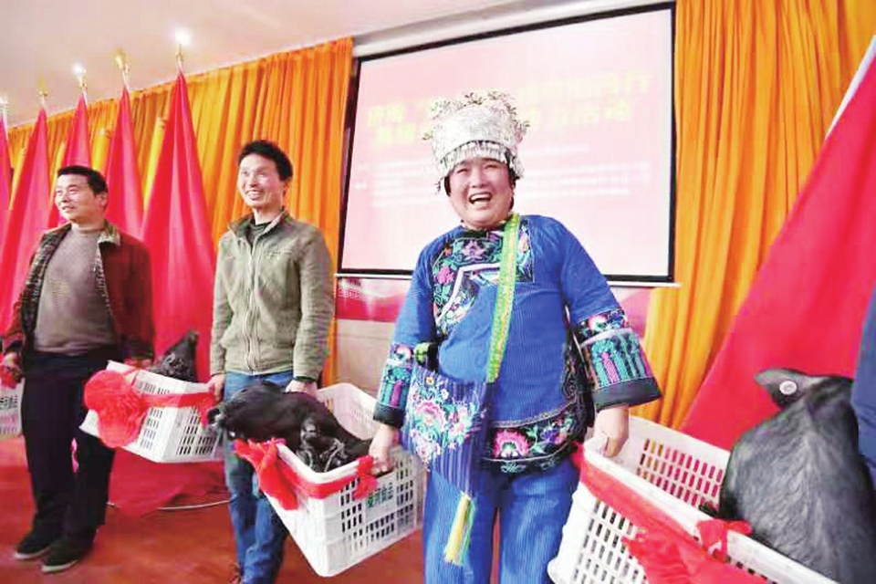 济南报业集团携手企业赠送百头猪仔 小小黑猪千里扶贫湘西农户“钱”景可期