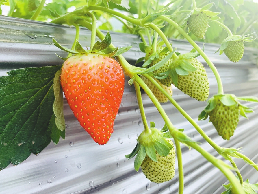 打造“历城草莓”品牌 第18届中国草莓文化旅游节明日开幕