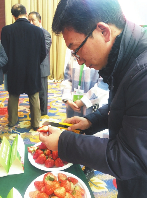 擂台上“争奇斗艳”各品类争金夺银——中国精品草莓擂台赛昨日“比武打擂”