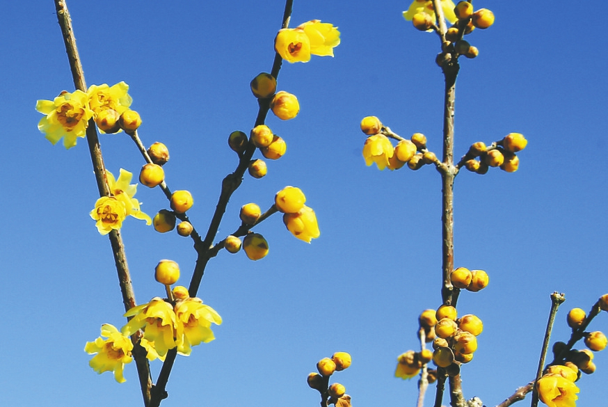 千佛山蜡梅花开迎新年