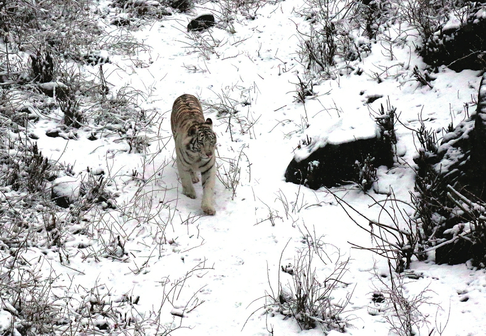 动物园喜寒动物忙撒欢