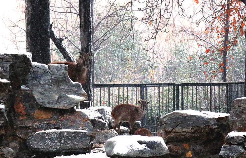 动物园喜寒动物忙撒欢
