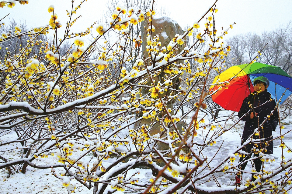 千佛山踏雪赏梅好醉人