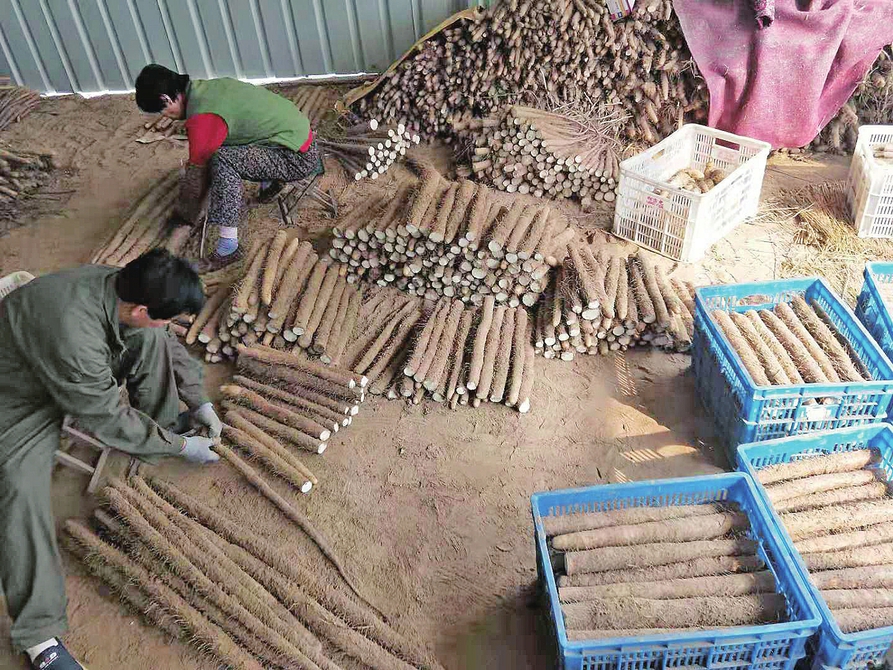 “都挺好” ——年近了,聆听乡村振兴的声音