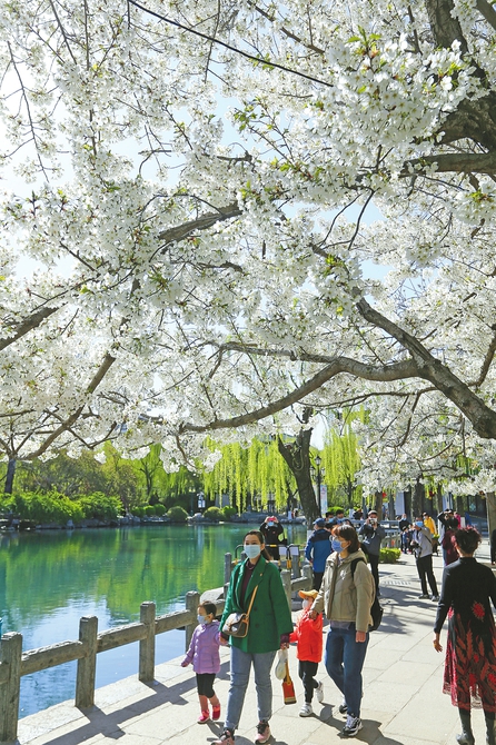 泉城济南线下+线上 共赏烂漫樱花