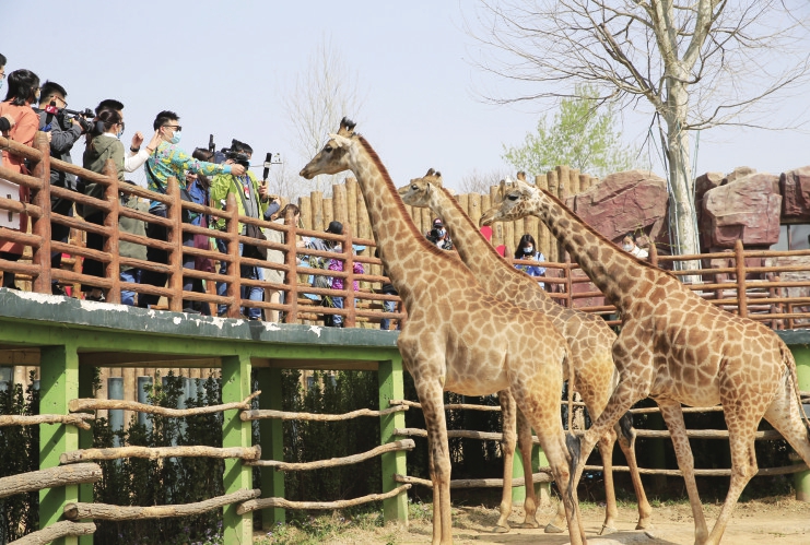 济南野生动物世界恢复开园首日 秩序井然防控不放松