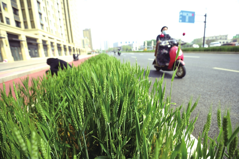 “小麦绿化带”造就城市道路“田园风”