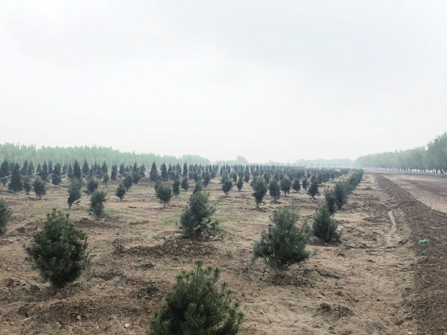 济南黄河堤防空白段绿化提升工程月底将完工