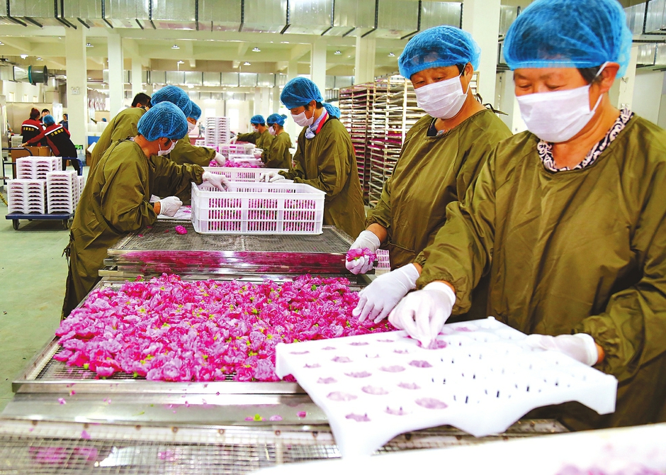 济南平阴3万亩大田玫瑰绽放在即 记者当“花使”带您感受春天