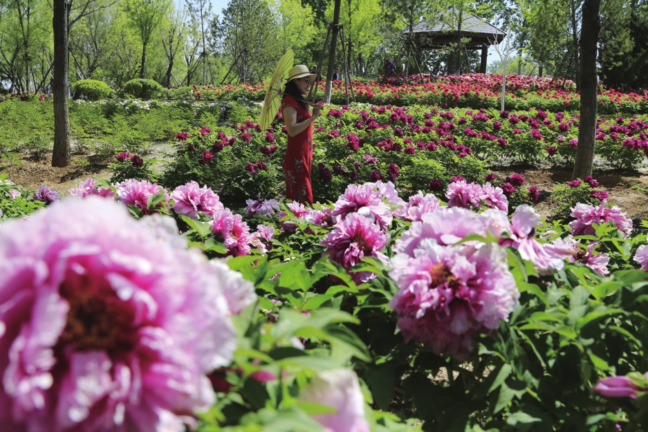 花中之王的“花王” 国色天香群芬芳