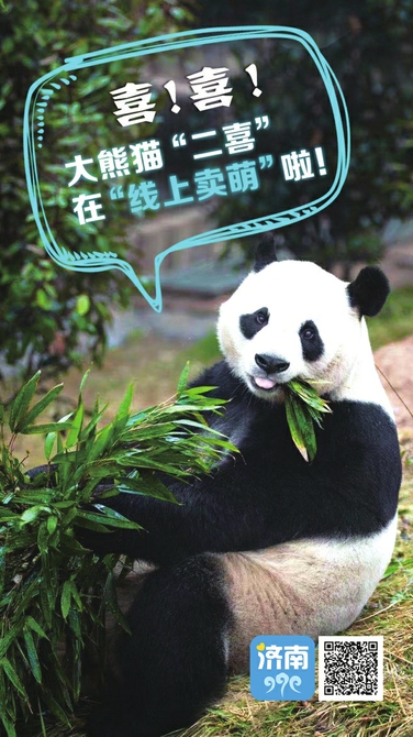 熊猫“二喜”云端卖萌 爱济南直播大熊猫“泉城首秀”引来网友花式表白
