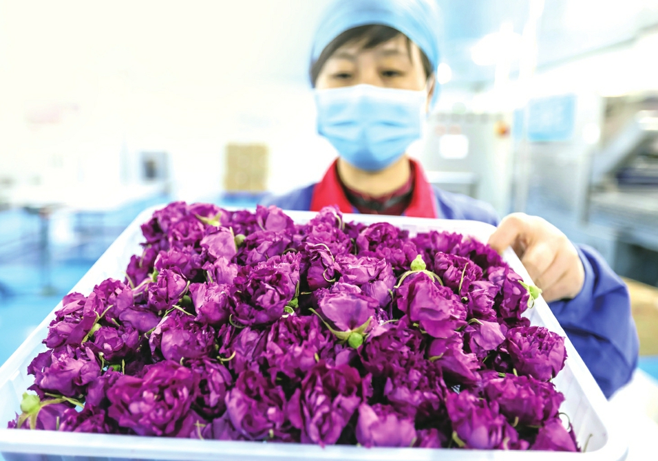 平阴玫瑰一绽“倾城” ——写在2020年平阴玫瑰文化节启动之际