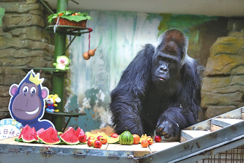 国内最年长大猩猩“威利”在济南庆生