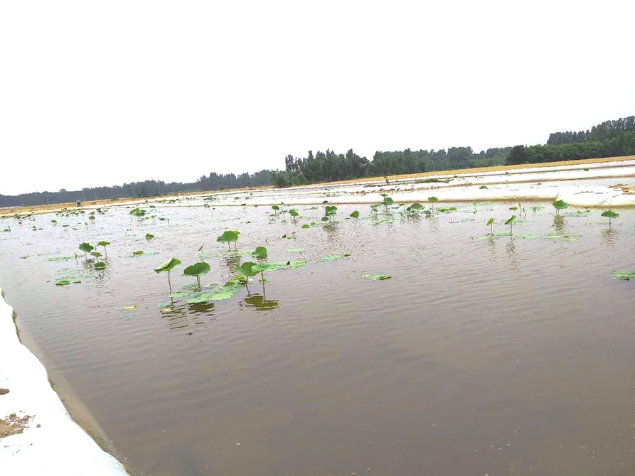党旗飘扬激起城市发展新活力