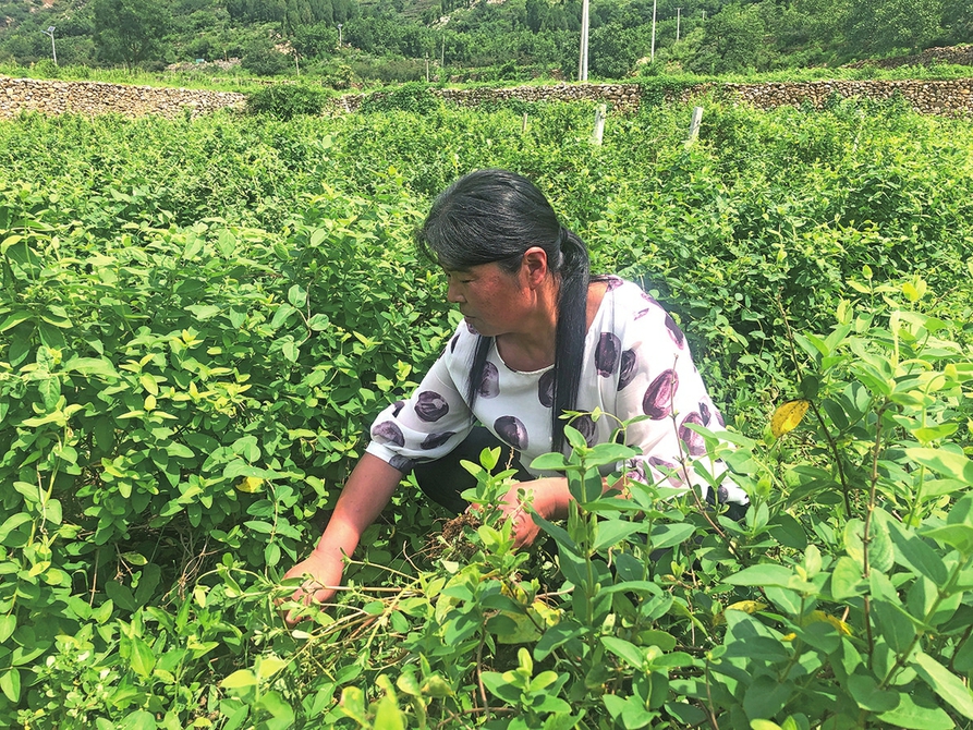 【百名记者百村行】山村金银花开 村民“金银”入手——锦绣川街道潘家场村做大致富“聚宝盆”