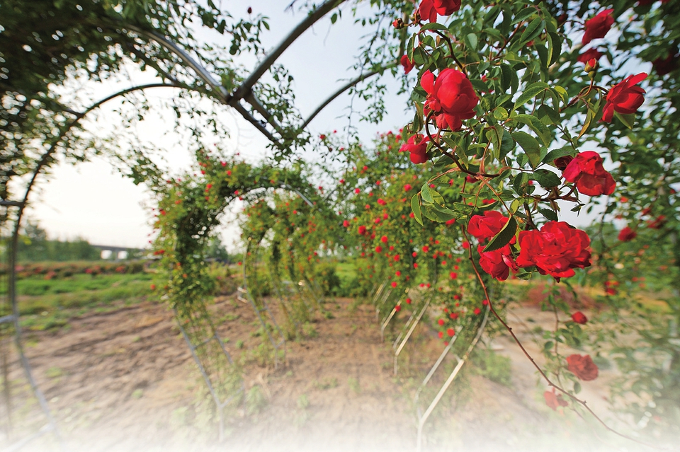 特色产业引领乡村振兴有路
