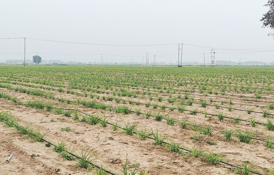 特色产业引领乡村振兴有路