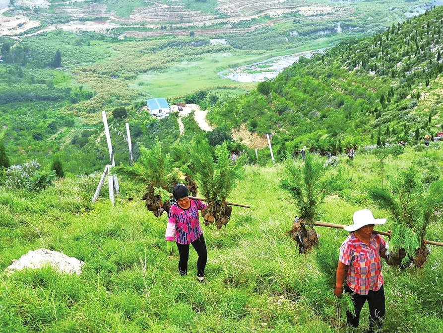 南平荒山绿化