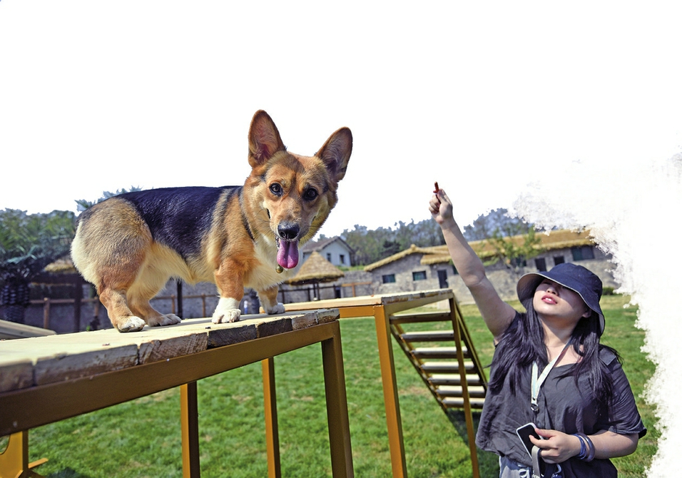 市民带着宠物犬在济南一家户外宠物乐园玩耍.(本报记者 崔健 摄)