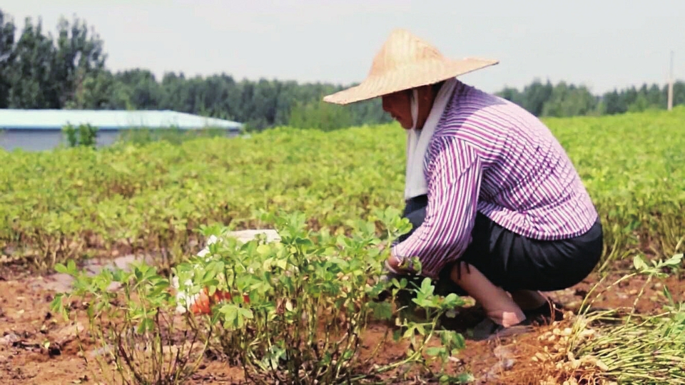 村民陈学英种植的花生喜获丰收.