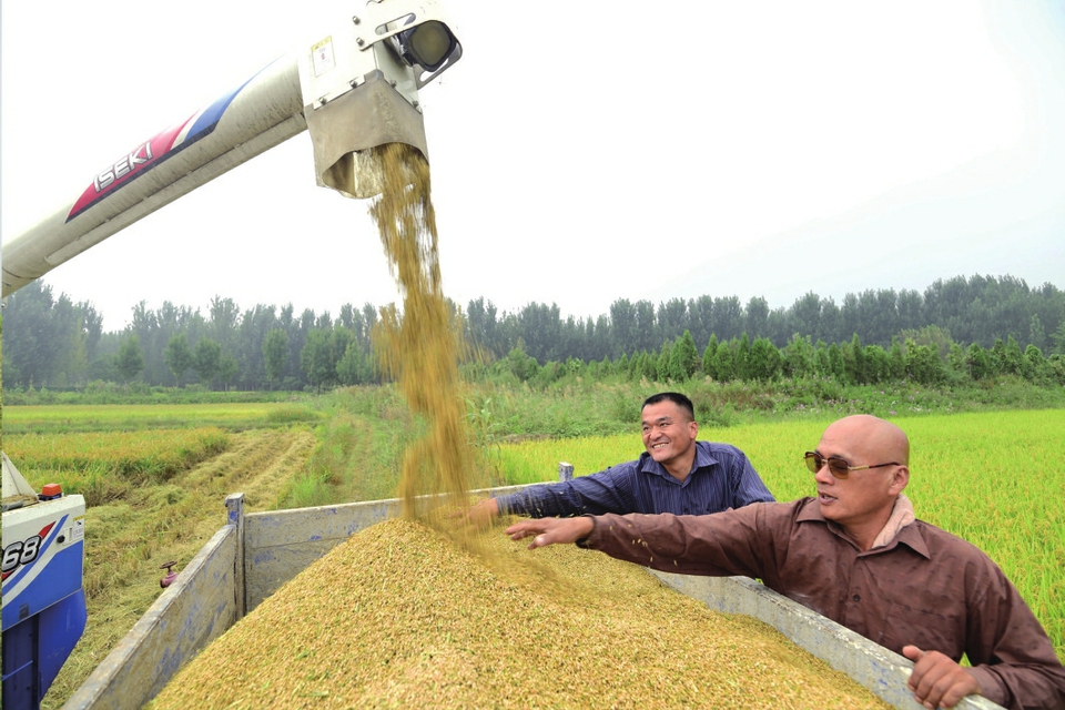 槐荫区席家庄村水稻正式收割 全省水稻收割喜开“第一镰”