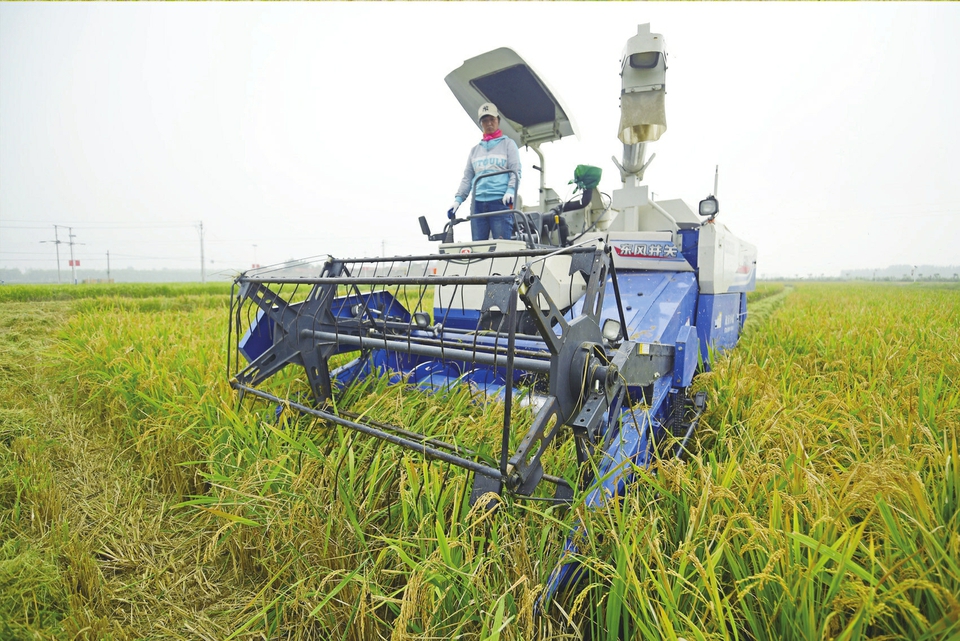 槐荫区席家庄村水稻正式收割 全省水稻收割喜开“第一镰”