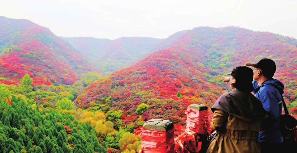 黄栌冷染入佳境 红叶谷里赏美景