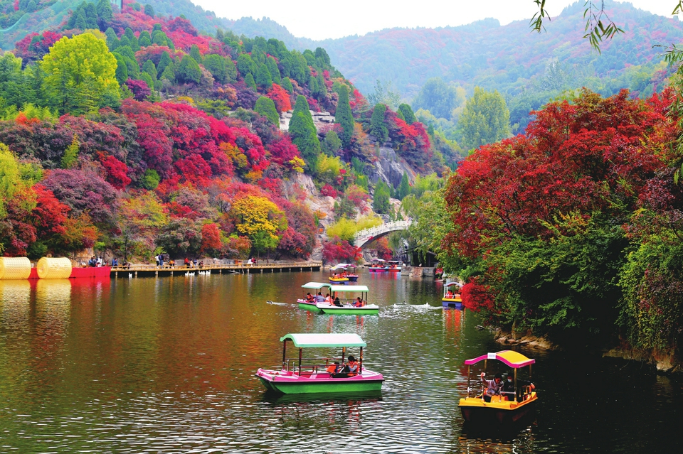 黄栌冷染入佳境 红叶谷里赏美景