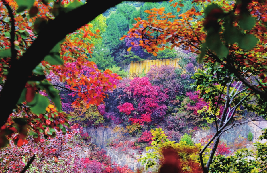 黄栌冷染入佳境 红叶谷里赏美景