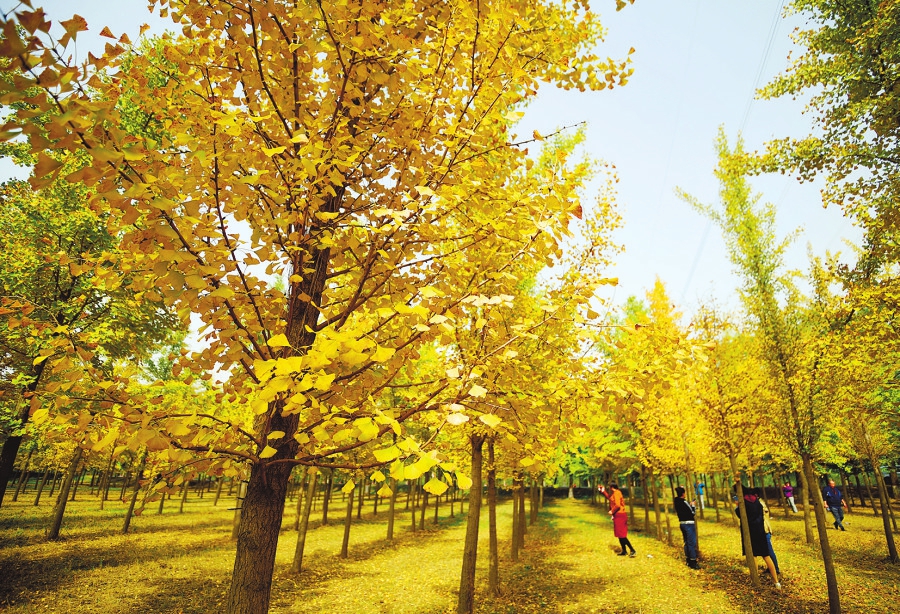 黄河岸边披“金衣”千亩银杏惹人醉