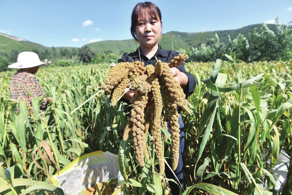 付清晨在村民的谷子地里.