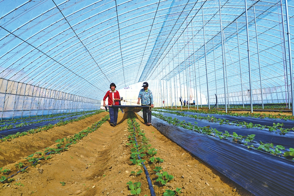 济南莱芜区苗山镇发展特色农业促进农民增收