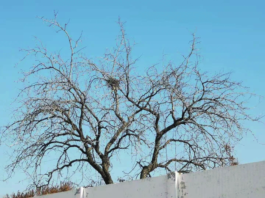 忘不掉的农村大集、门前古树、儿时味道、故乡民歌—— 为农民的乡愁“安个家”