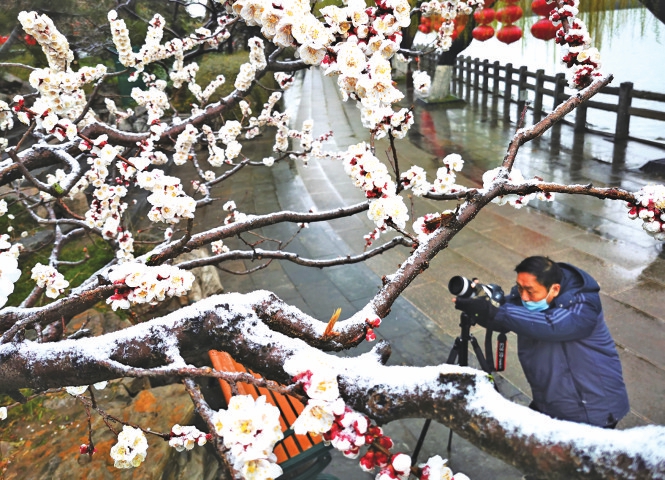 春雪飞舞润泉城雪伴春花更娇艳