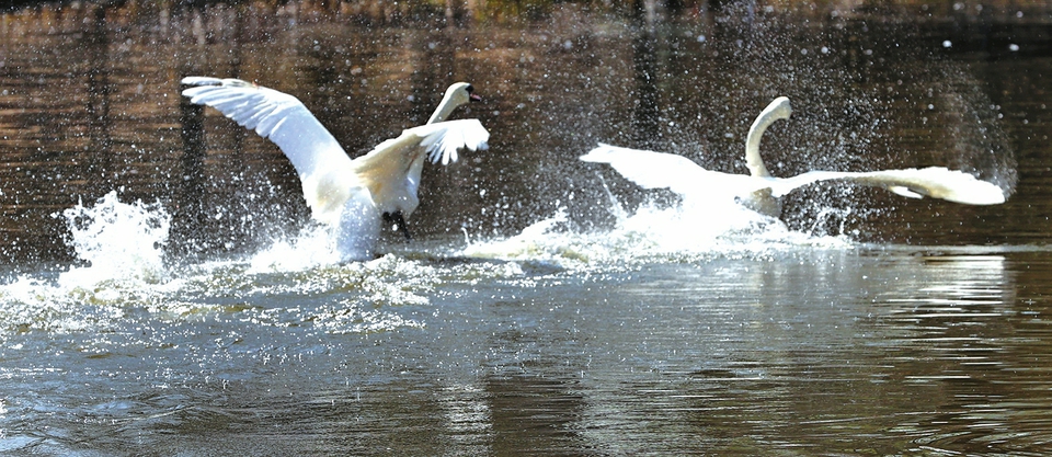 万物迎新春花笑 百鸟和鸣禽欢舞