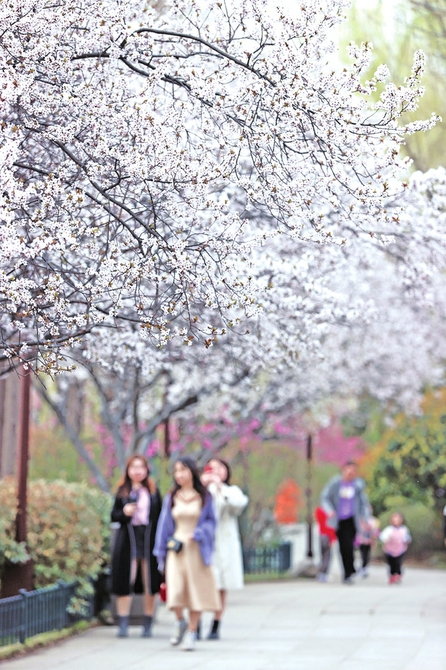 泉城花似锦 游子半出城 济南近郊开启赏花踏青模式