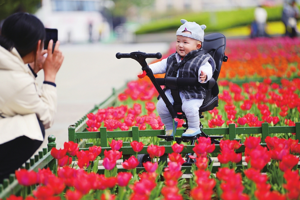 15万盆！“泉城大客厅”首栽郁金香